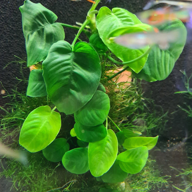 Anubias on terracotta pots - Nano Tanks Australia Aquarium Shop