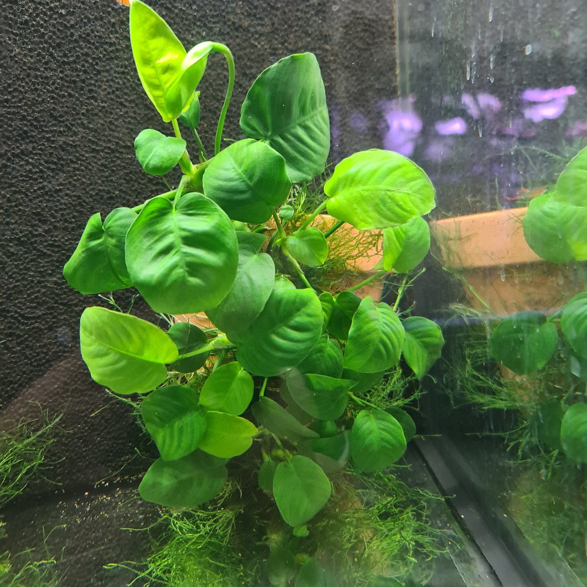 Anubias on terracotta pots - Nano Tanks Australia Aquarium Shop