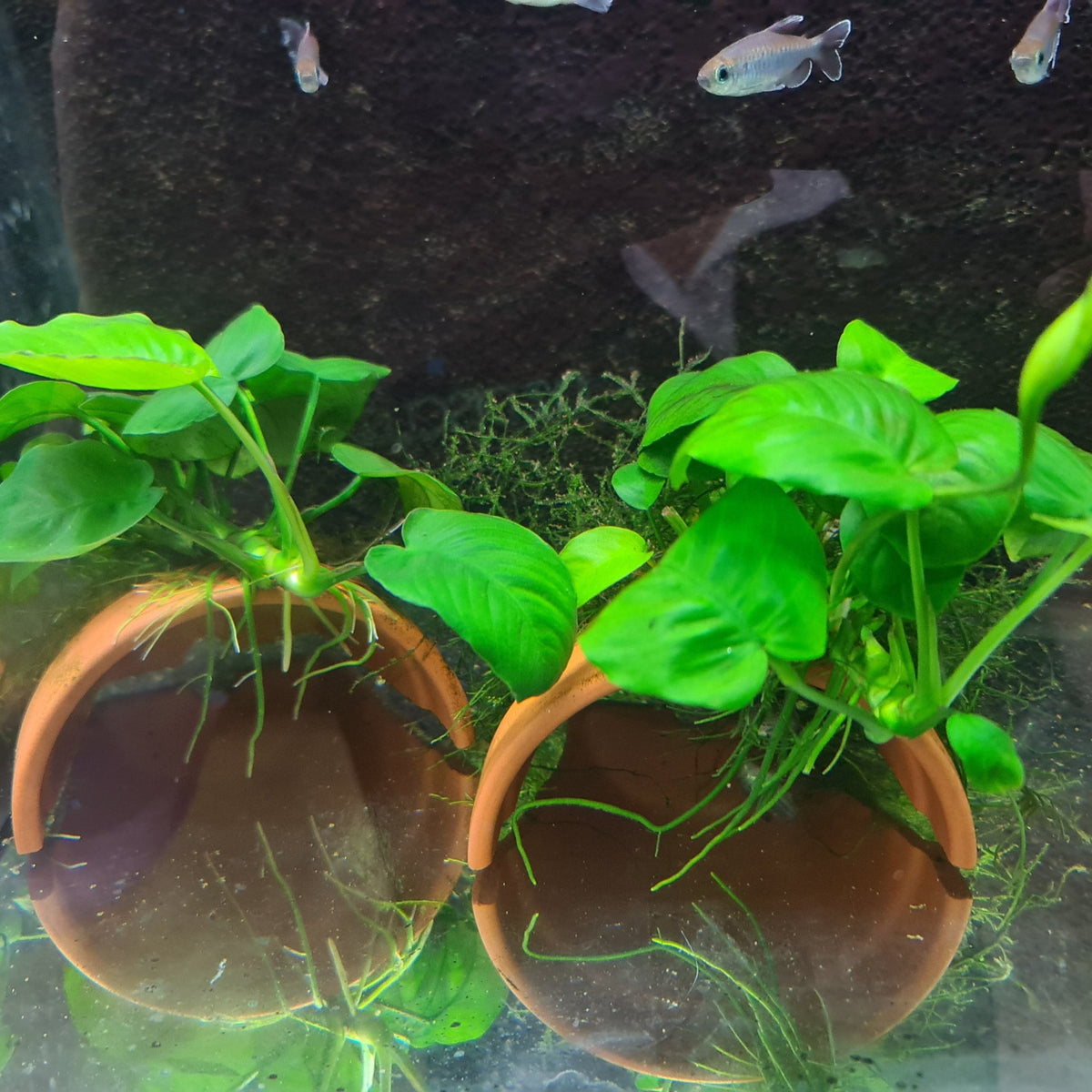 Anubias on terracotta pots - Nano Tanks Australia Aquarium Shop