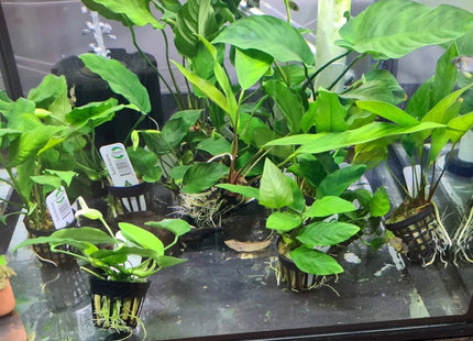 Anubias sp. on 5cm Pots - Nano Tanks Australia Aquarium Shop