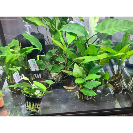 Anubias sp. on 5cm Pots - Nano Tanks Australia Aquarium Shop