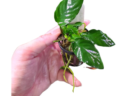 Anubias sp. on 5cm Pots - Nano Tanks Australia Aquarium Shop