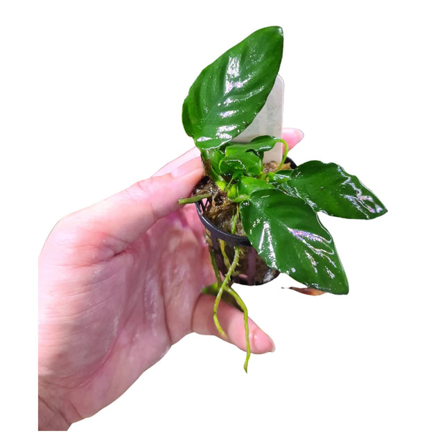 Anubias sp. on 5cm Pots - Nano Tanks Australia Aquarium Shop