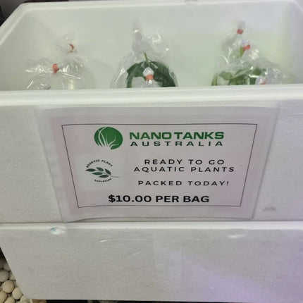 APE Assorted Aquatic Plants Packed Fresh Daily - Nano Tanks Australia Aquarium Shop