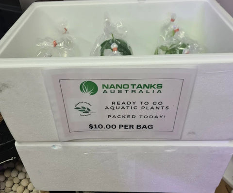 APE Assorted Aquatic Plants Packed Fresh Daily - Nano Tanks Australia Aquarium Shop