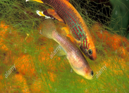 Aphyosemion Australe Cape Lopez (Kap Lopez) Price Per Fish - Nano Tanks Australia Aquarium Shop