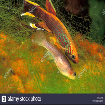Aphyosemion Australe Cape Lopez (Kap Lopez) Price Per Fish - Nano Tanks Australia Aquarium Shop