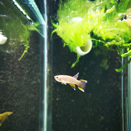Aphyosemion Australe Chocolate (Pair) - Nano Tanks Australia Aquarium Shop
