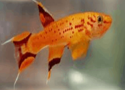 Aphyosemion Australe Gold - Nano Tanks Australia Aquarium Shop