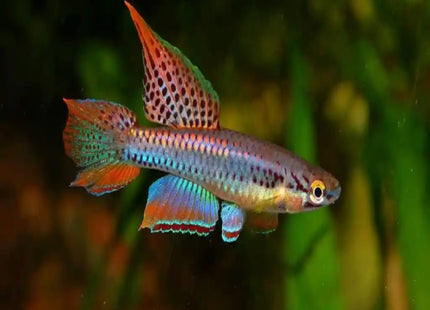 Aphyosemion bitaeniatum lagos sold as pair 1M1F - Nano Tanks Australia Aquarium Shop