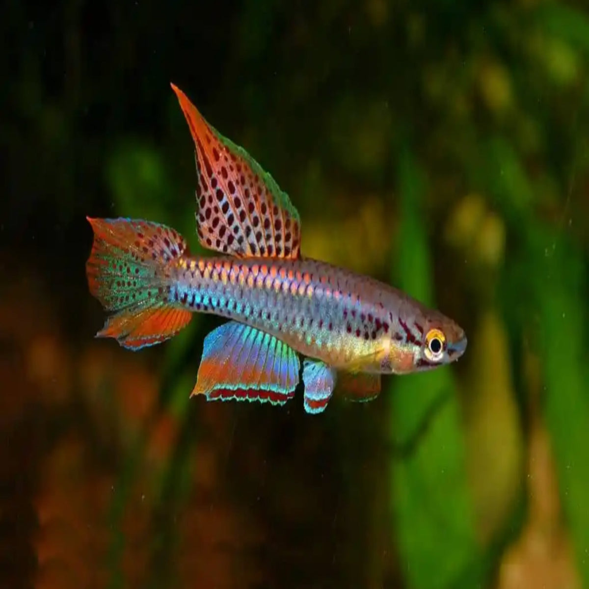 Aphyosemion bitaeniatum lagos sold as pair 1M1F – Nano Tanks Australia ...