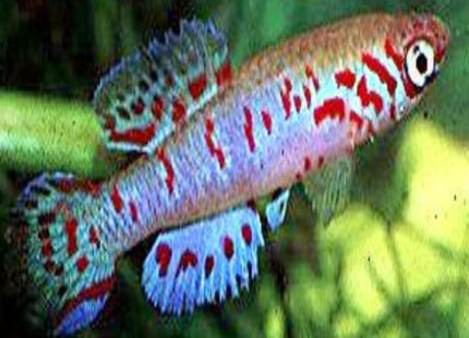 Aphyosemion filamentosum 1 pair - Nano Tanks Australia Aquarium Shop