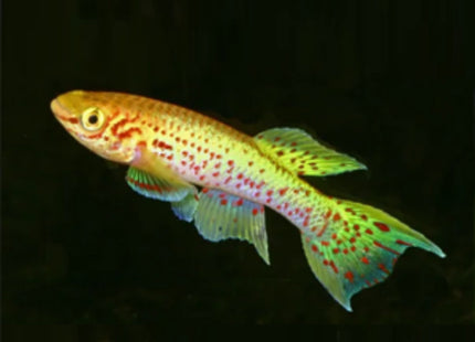 Aphyosemion Gardneri Lafia Gold (Males and Females available) - Nano Tanks Australia Aquarium Shop