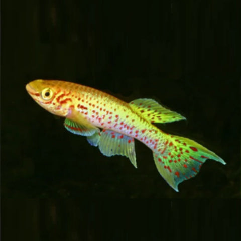 Aphyosemion Gardneri Lafia Gold (Males and Females available) - Nano Tanks Australia Aquarium Shop
