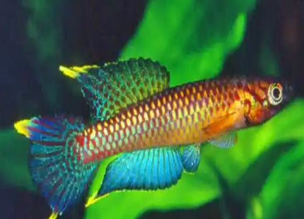 Aphyosemion poliaki Pair - Nano Tanks Australia Aquarium Shop