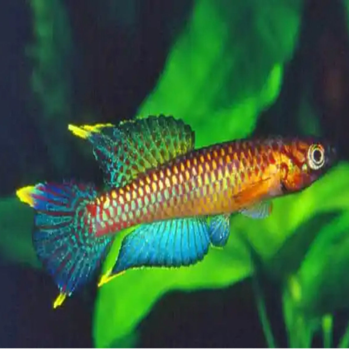 Aphyosemion poliaki Pair – Nano Tanks Australia Aquarium Shop