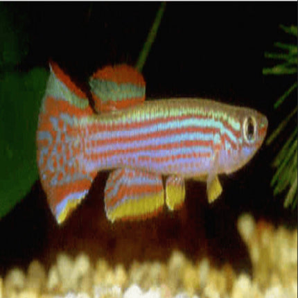 Aphyosemion striatum - Nano Tanks Australia Aquarium Shop