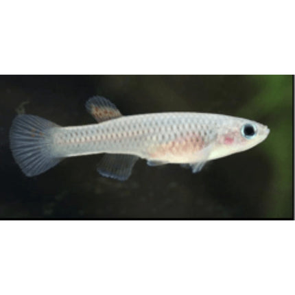 Aphyosemion striatum - Nano Tanks Australia Aquarium Shop