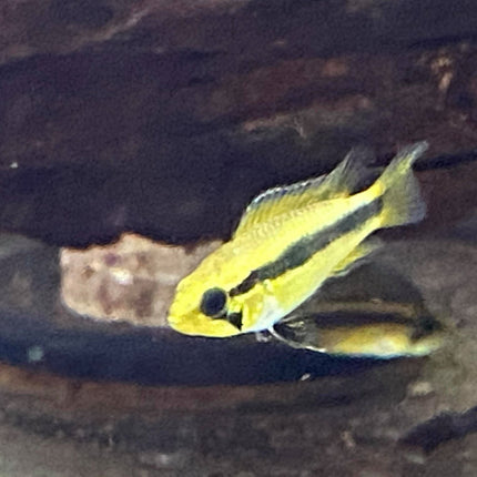 Apistogramma Agassizi - Nano Tanks Australia Aquarium Shop