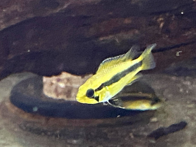 Apistogramma Agassizi - Nano Tanks Australia Aquarium Shop