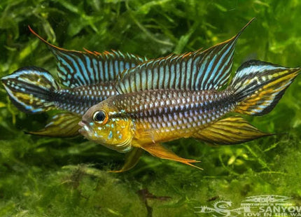 Apistogramma Agassizi Alenquer - Nano Tanks Australia Aquarium Shop