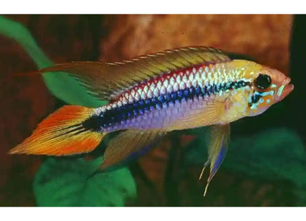 Apistogramma Agassizi Double Red (Pair) - Nano Tanks Australia Aquarium Shop