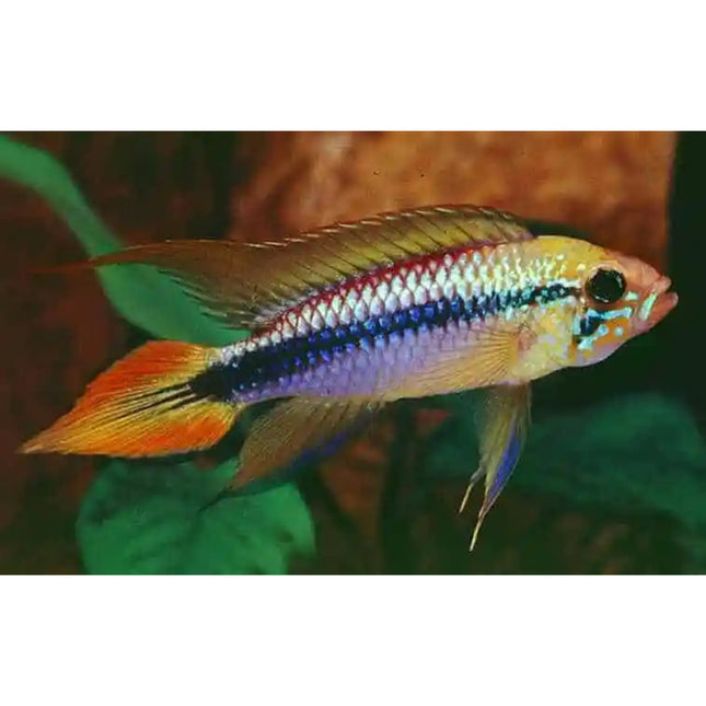 Apistogramma Agassizi Double Red (Pair) - Nano Tanks Australia Aquarium Shop