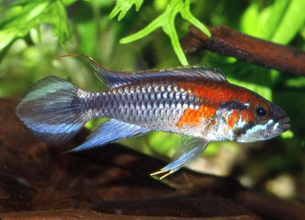 Apistogramma Agassizi Santarem - Nano Tanks Australia Aquarium Shop