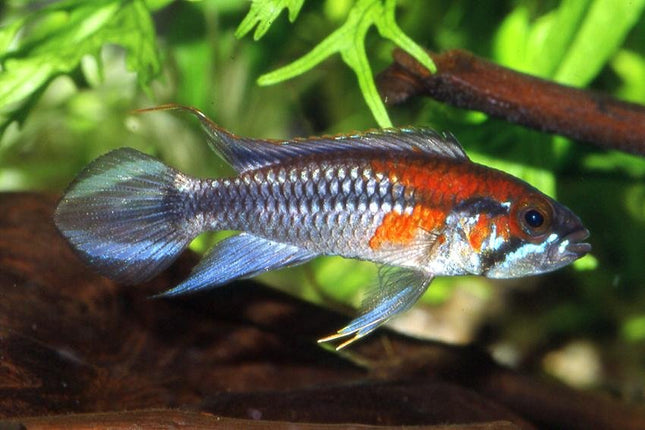 Apistogramma Agassizi Santarem - Nano Tanks Australia Aquarium Shop