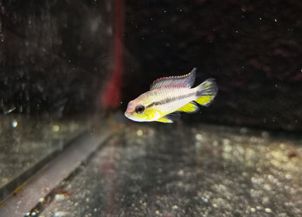 Apistogramma Agassizi Tefe Pearl Blue - Nano Tanks Australia Aquarium Shop