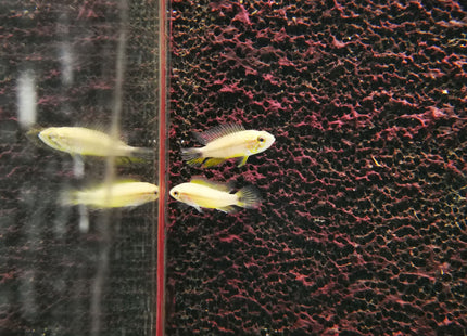Apistogramma Agassizi Tefe Pearl Blue - Nano Tanks Australia Aquarium Shop