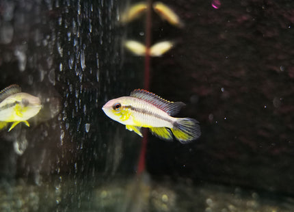 Apistogramma Agassizi Tefe Pearl Blue - Nano Tanks Australia Aquarium Shop