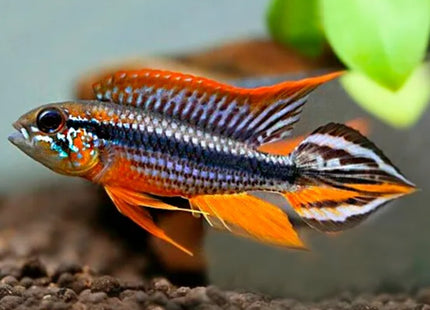 Apistogramma Agassizi Tefe Red Back - Nano Tanks Australia Aquarium Shop