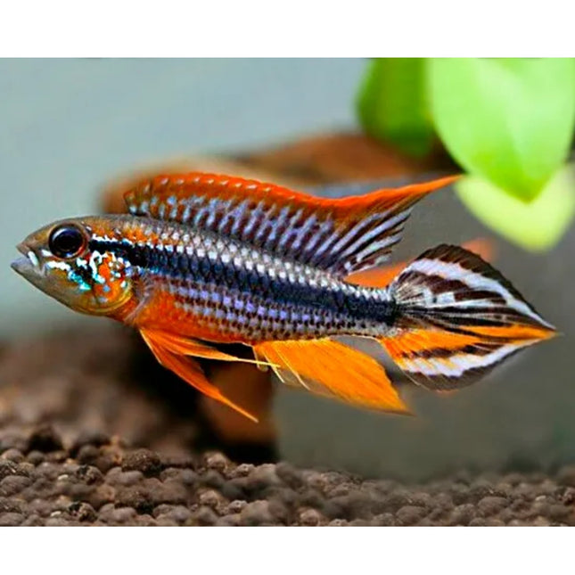 Apistogramma Agassizi Tefe Red Back - Nano Tanks Australia Aquarium Shop