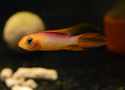 Apistogramma Agassizii Fire Gold 5cm - Nano Tanks Australia Aquarium Shop