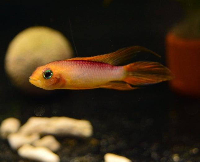 Apistogramma Agassizii Fire Gold 5cm - Nano Tanks Australia Aquarium Shop