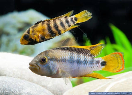 Apistogramma Baenschi (Sp INKA 50) price per fish - Nano Tanks Australia Aquarium Shop
