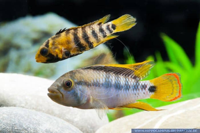 Apistogramma Baenschi (Sp INKA 50) price per fish - Nano Tanks Australia Aquarium Shop