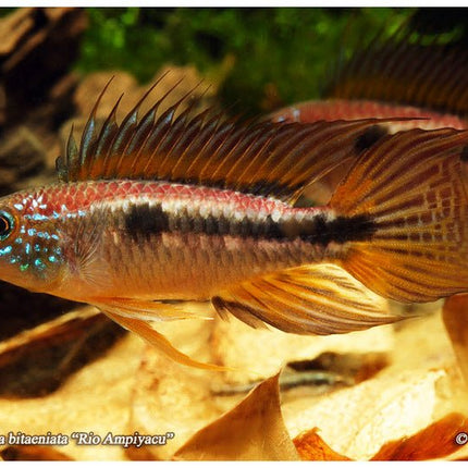 Apistogramma Bitaeniata Red Back Pair - Nano Tanks Australia Aquarium Shop