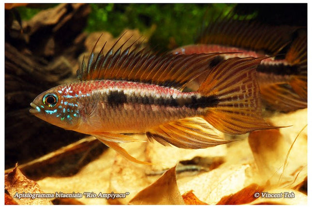 Apistogramma Bitaeniata Red Back Pair - Nano Tanks Australia Aquarium Shop