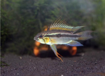 Apistogramma BITAENIATA SHISHITA - Nano Tanks Australia Aquarium Shop