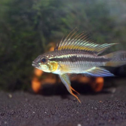 Apistogramma BITAENIATA SHISHITA - Nano Tanks Australia Aquarium Shop