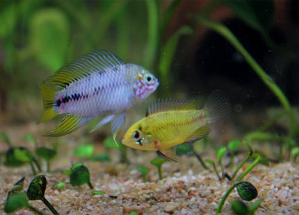 Apistogramma Borelli 3cm 1 Pair - Nano Tanks Australia Aquarium Shop