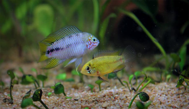 Apistogramma Borelli 3cm 1 Pair - Nano Tanks Australia Aquarium Shop