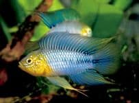 Apistogramma Borelli Yellow Blue 1 pair - Nano Tanks Australia Aquarium Shop