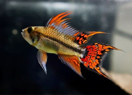 Apistogramma Cacatuoides Double Red - Nano Tanks Australia Aquarium Shop