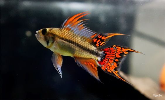 Apistogramma Cacatuoides Double Red - Nano Tanks Australia Aquarium Shop