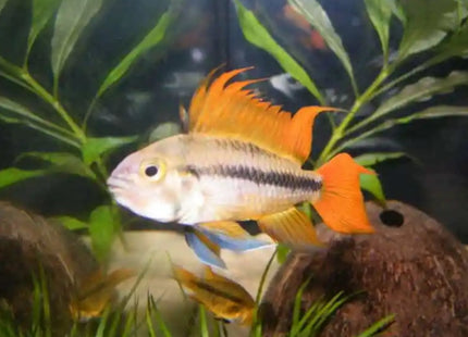 Apistogramma Cacatuoides Orange Flash - Nano Tanks Australia Aquarium Shop