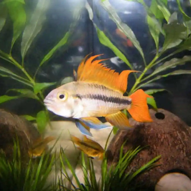 Apistogramma Cacatuoides Orange Flash - Nano Tanks Australia Aquarium Shop