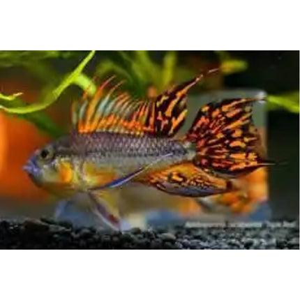 Apistogramma Cacatuoides Super Red - Nano Tanks Australia Aquarium Shop